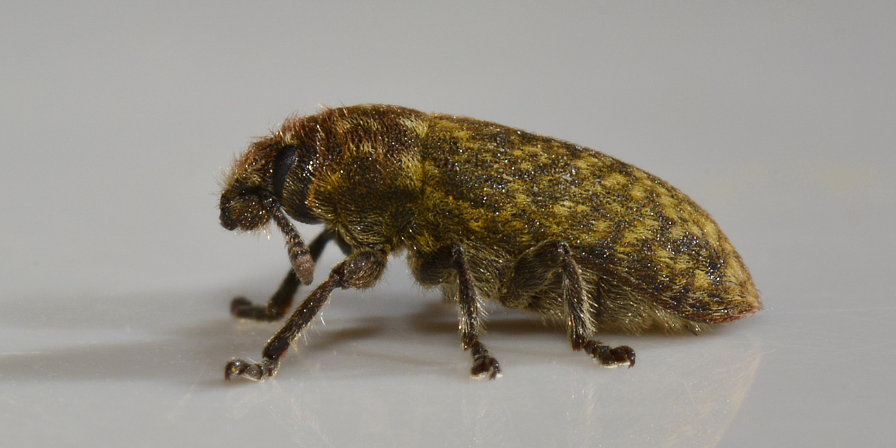 Curculionidae: Rhinocyllus conicus?  Sì!